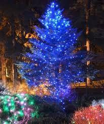 Christmas tree decorated with blue lights, surrounded by colorful illuminated plants in a nighttime garden.